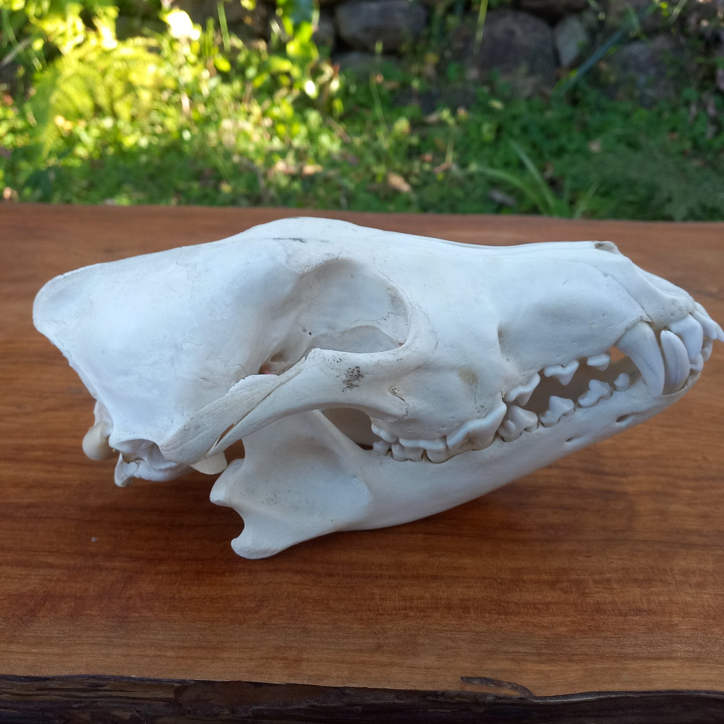 Grey Wolf Skull