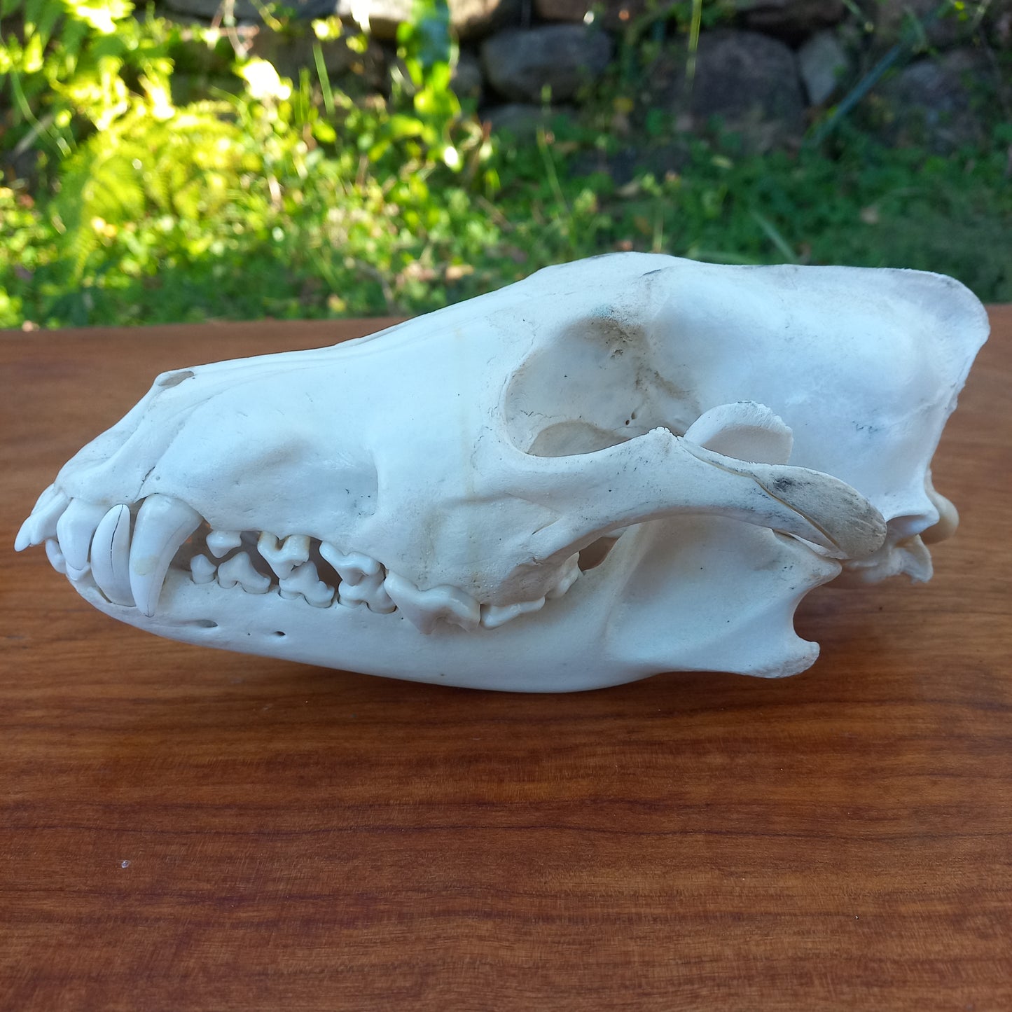 Grey Wolf Skull