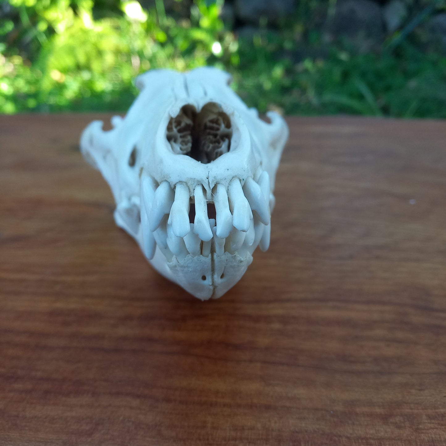 Grey Wolf Skull