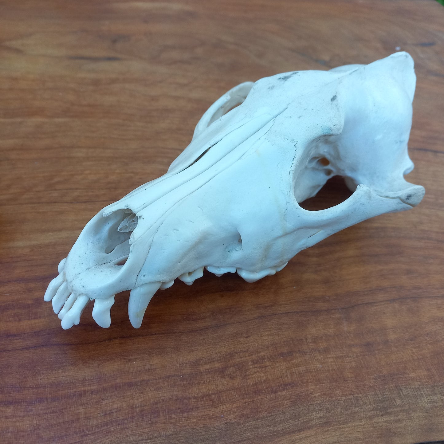 Grey Wolf Skull