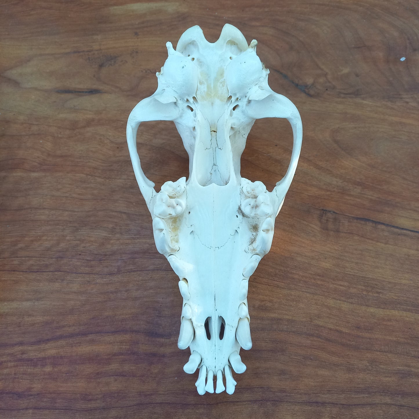 Grey Wolf Skull