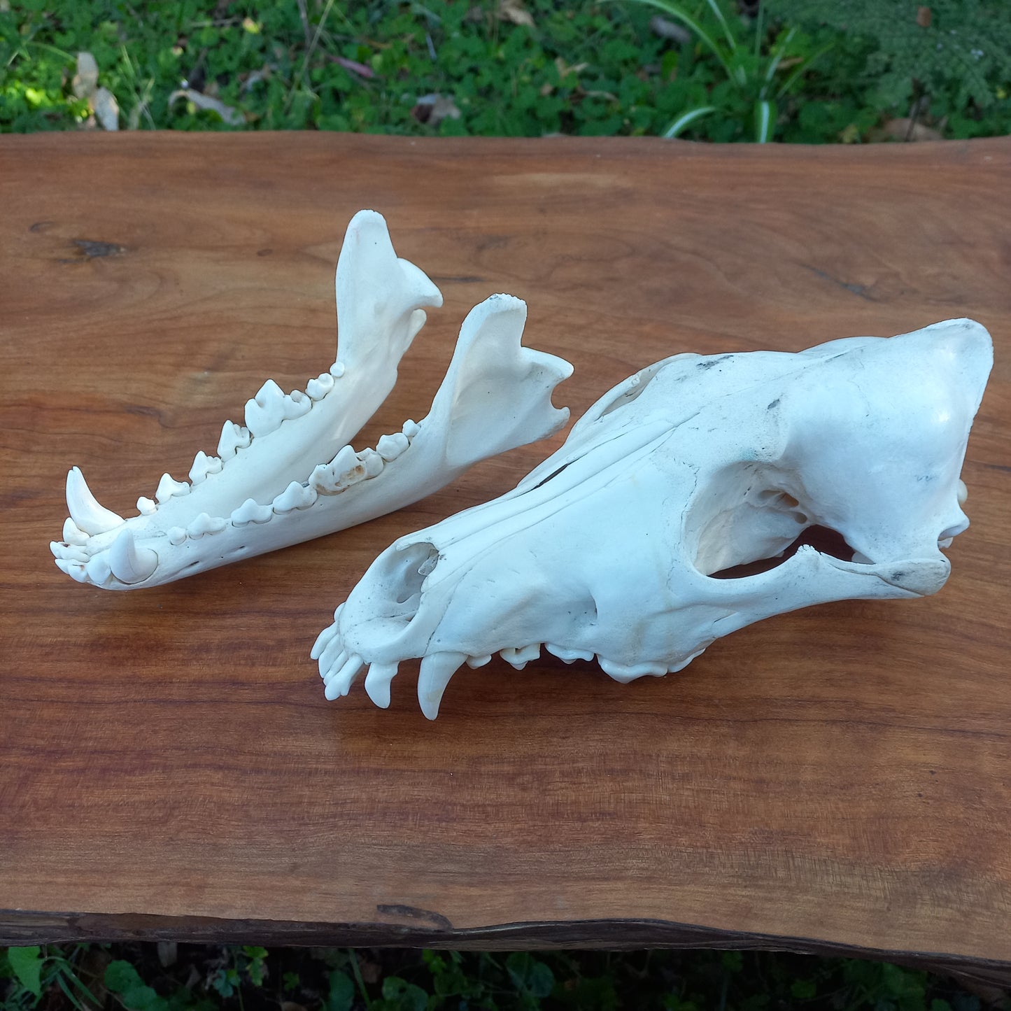 Grey Wolf Skull