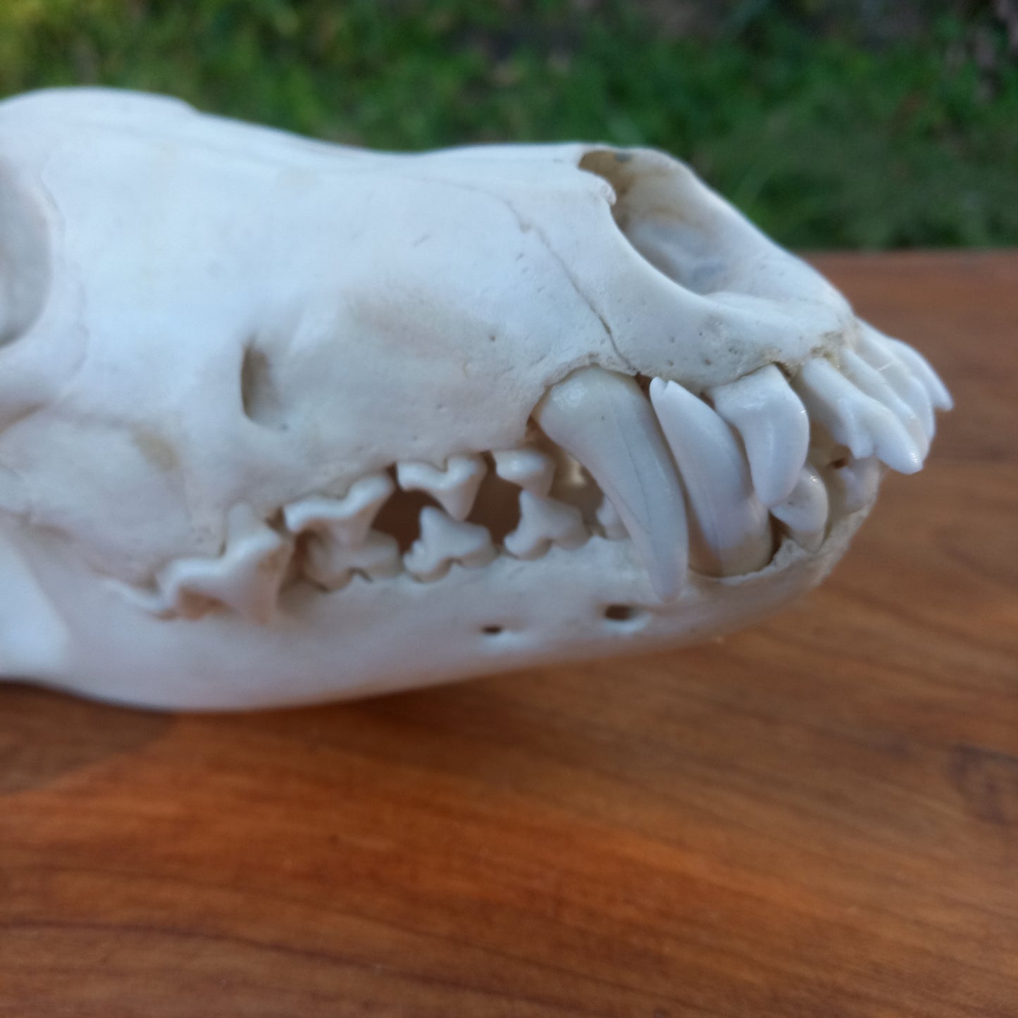 Grey Wolf Skull