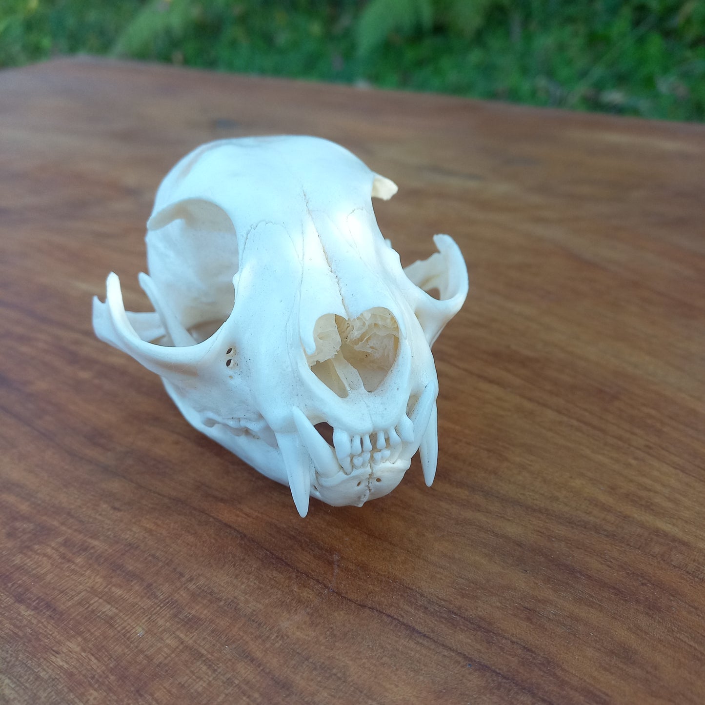 Canada Lynx Skull