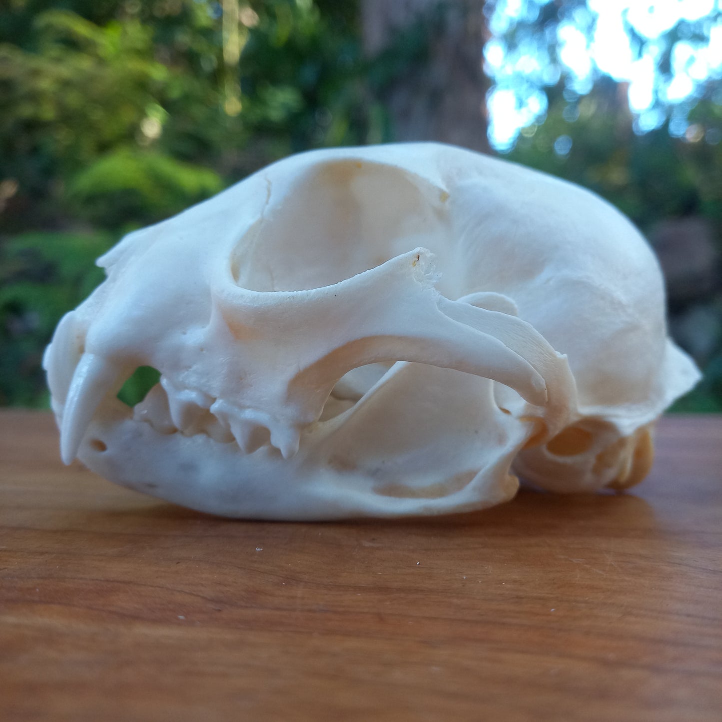 Canada Lynx Skull