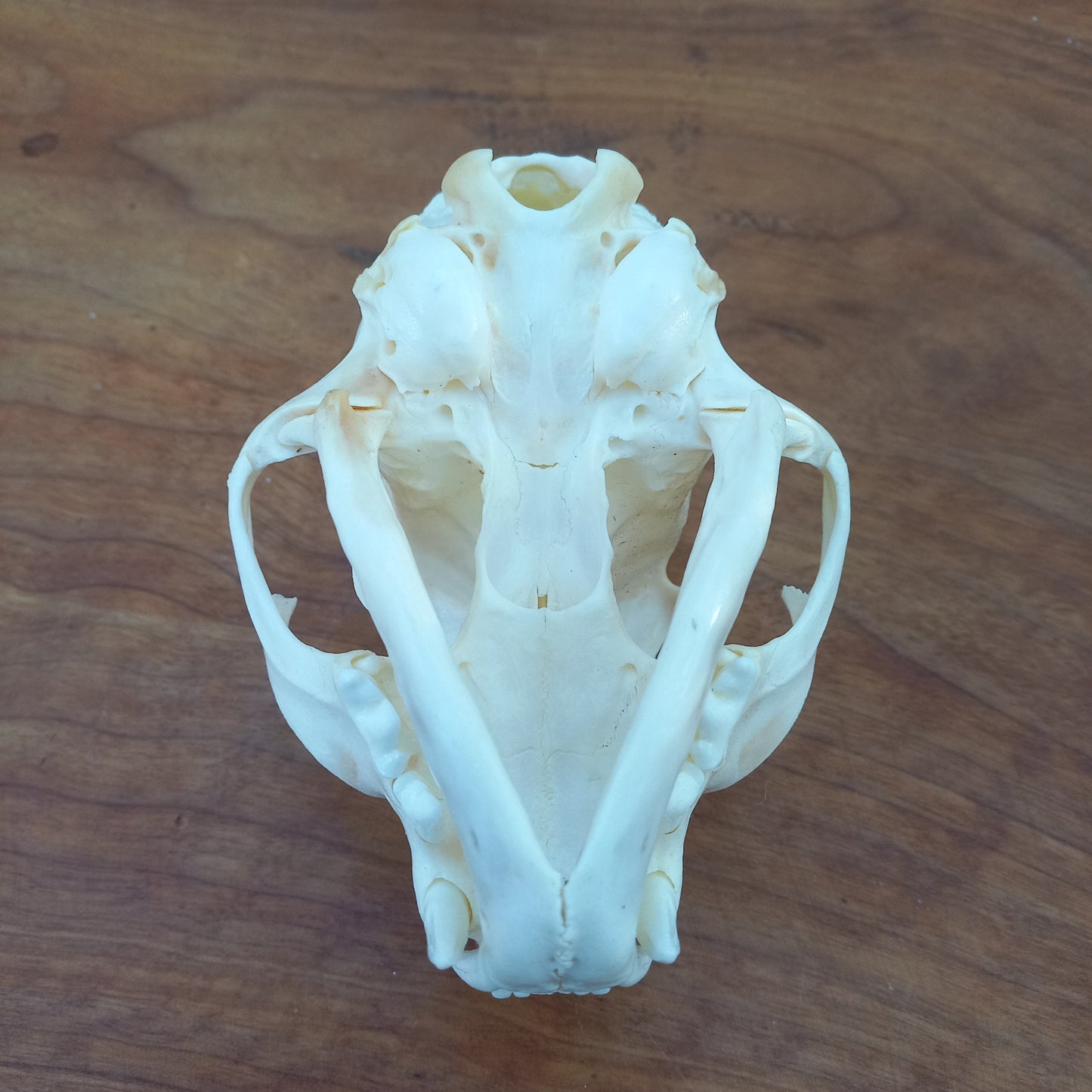 Canada Lynx Skull