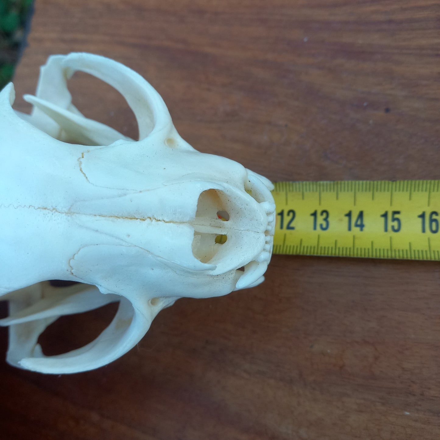 Canada Lynx Skull