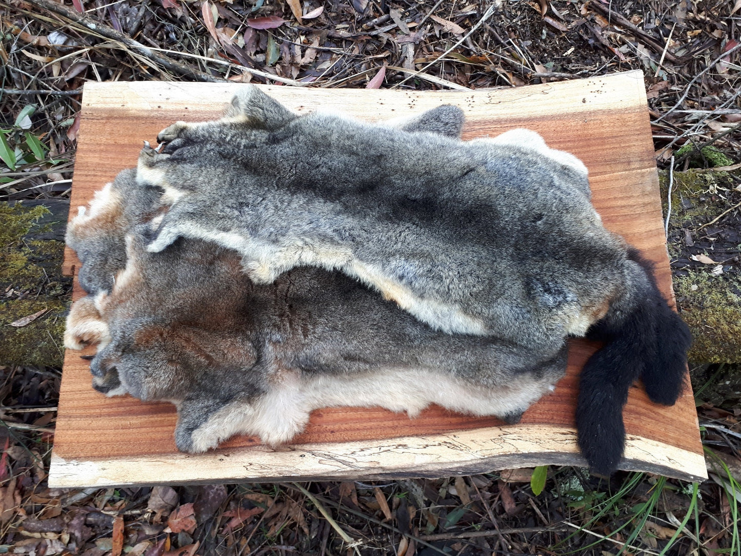 Brushtail Possum Pelt