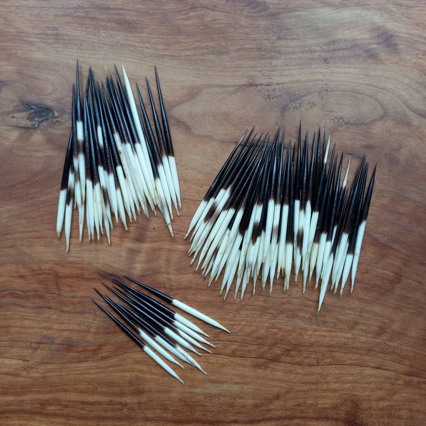 Porcupine Quills