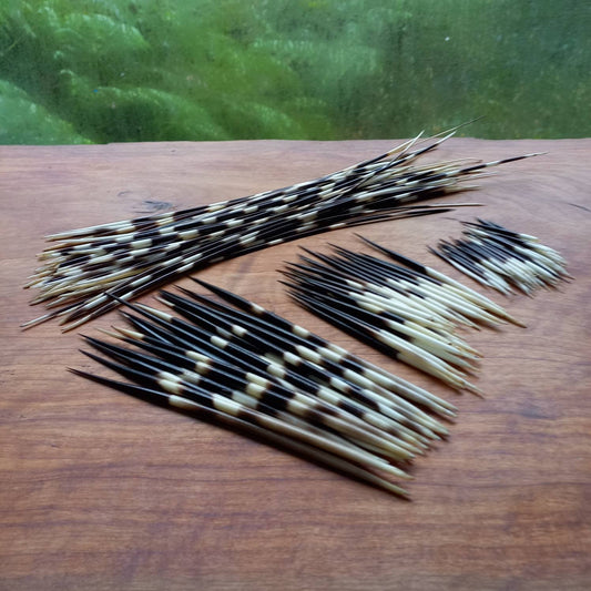 Porcupine Quills