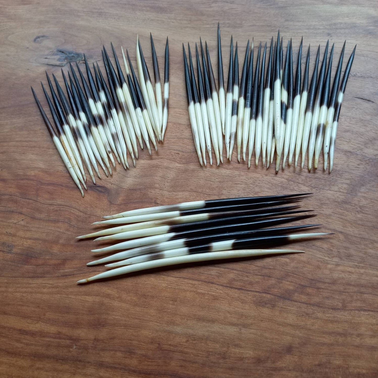 Porcupine Quills