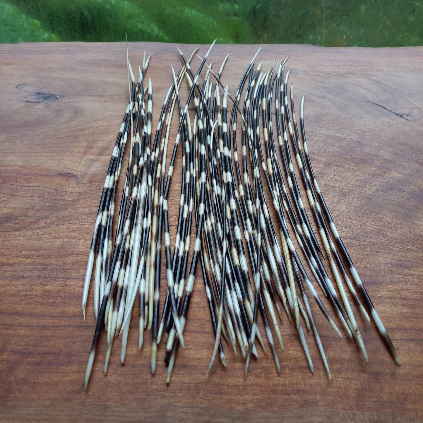 Porcupine Quills