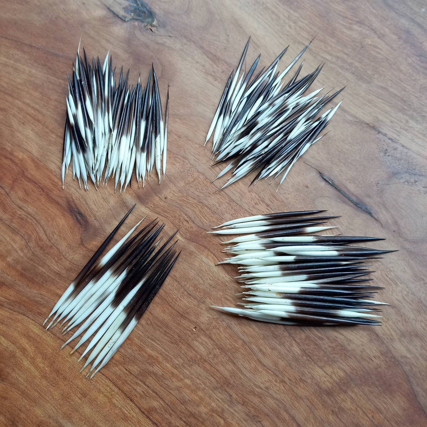 Porcupine Quills