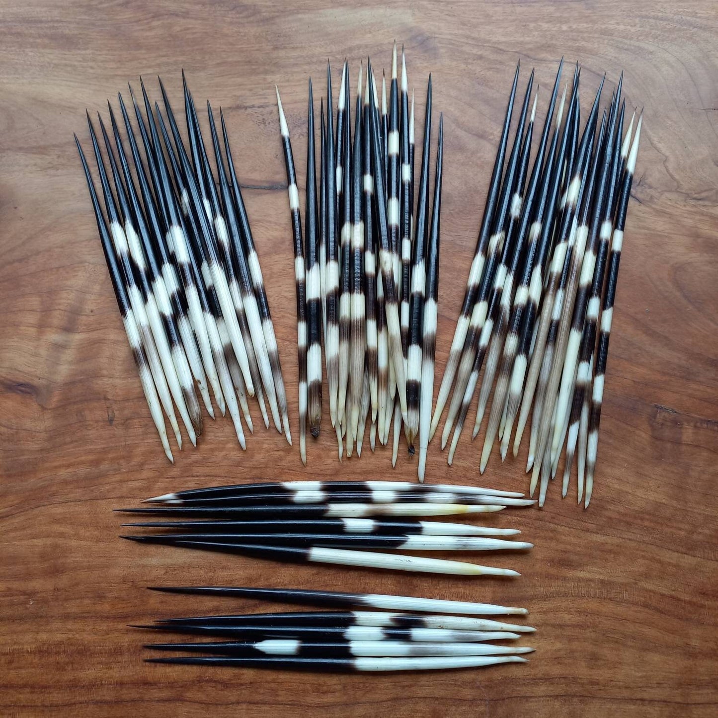 Thick African Porcupine Quills