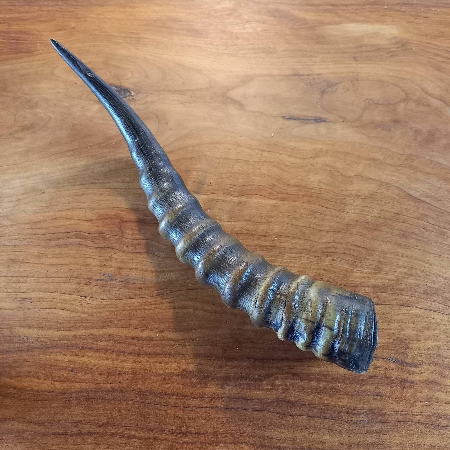 Blesbok Horn