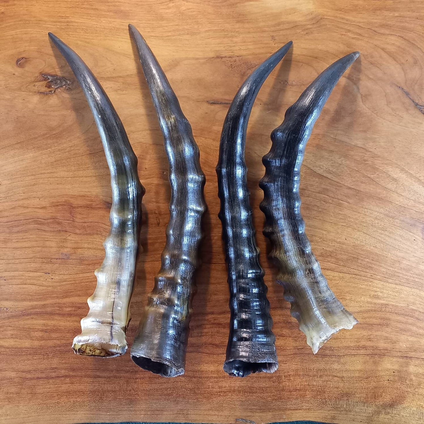 Blesbok Horn