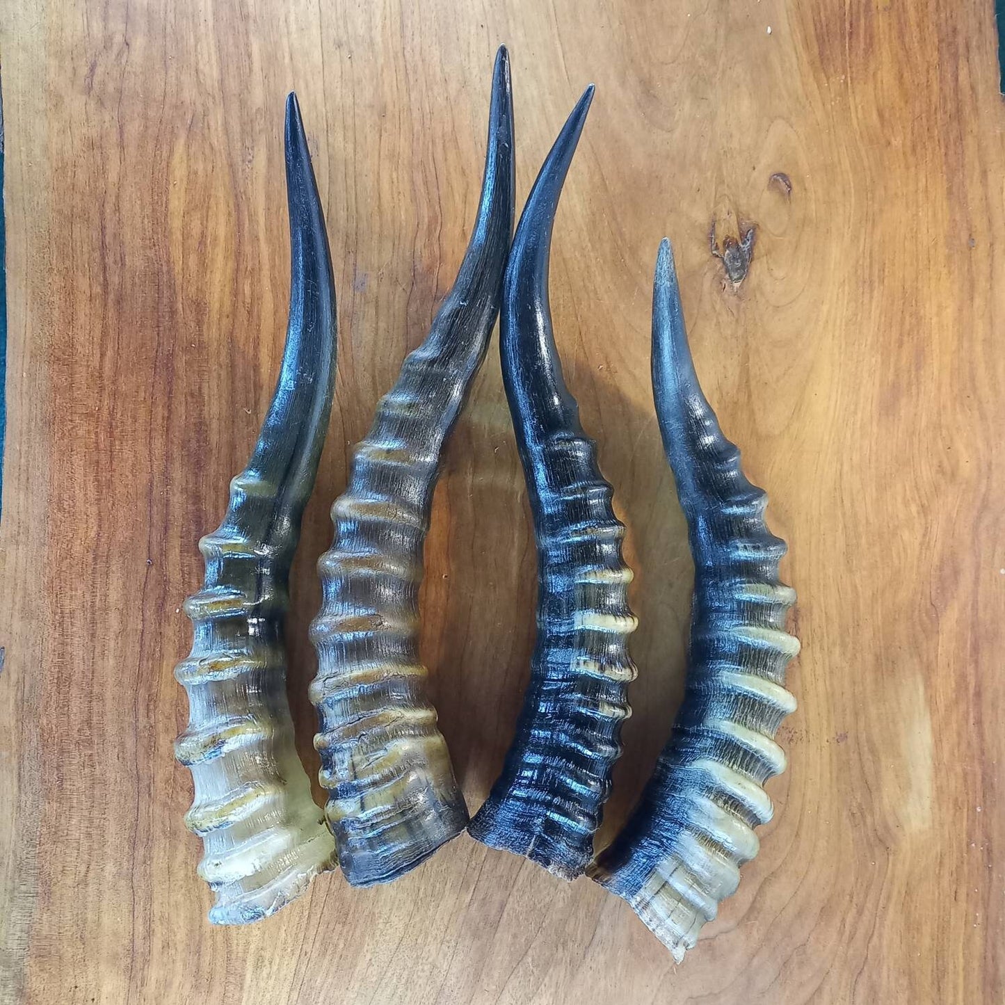 Blesbok Horn