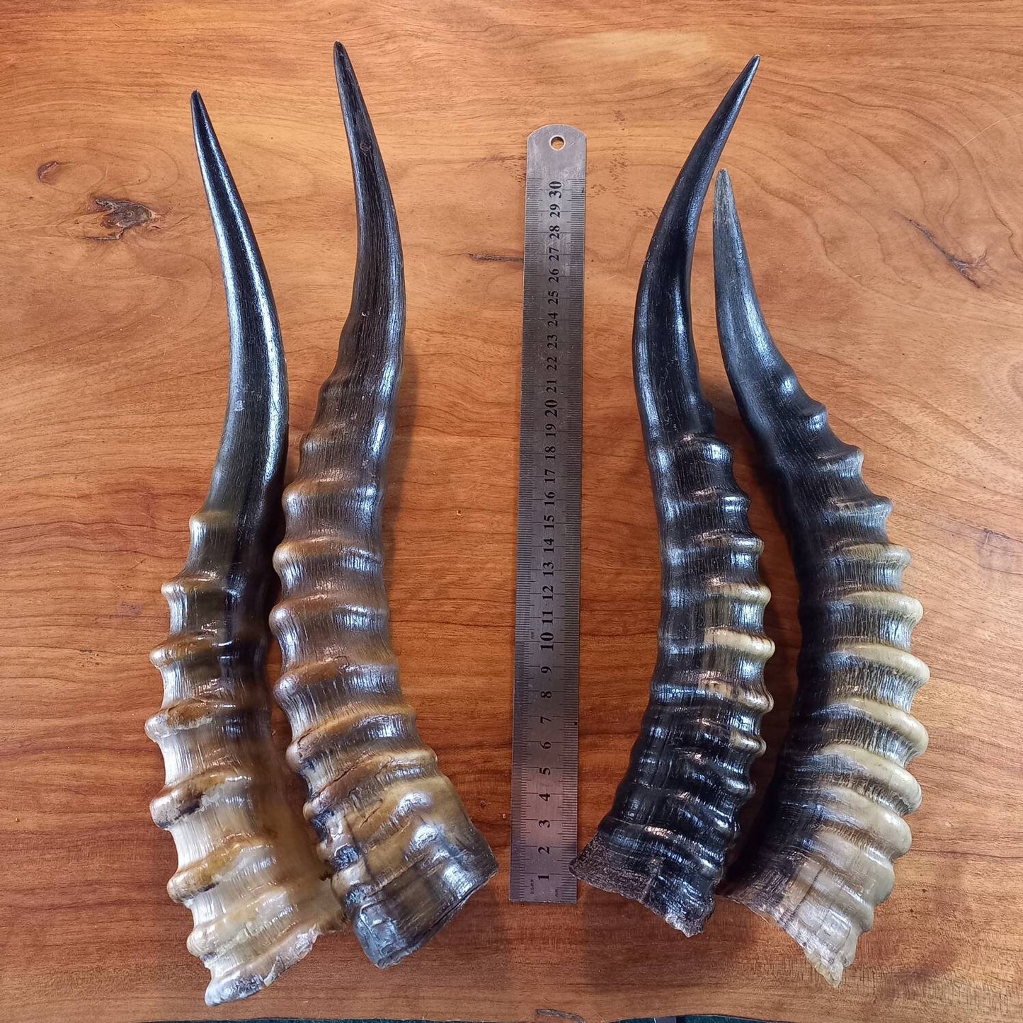 Blesbok Horn