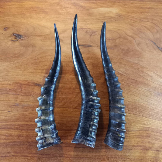 Blesbok Horn