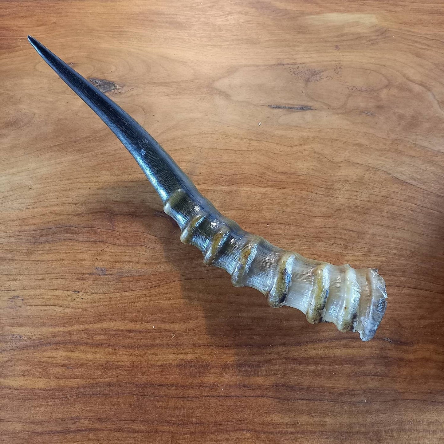 Blesbok Horn