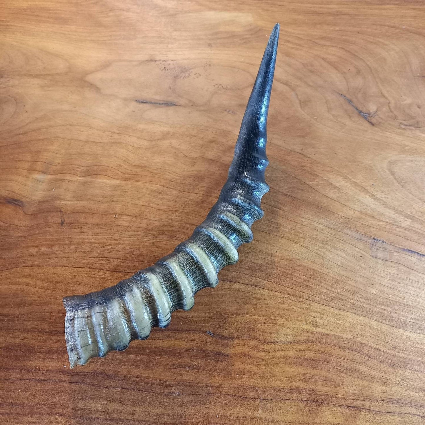 Blesbok Horn