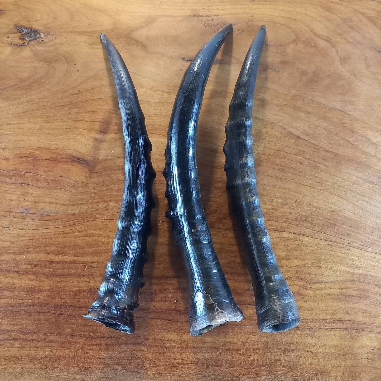 Blesbok Horn