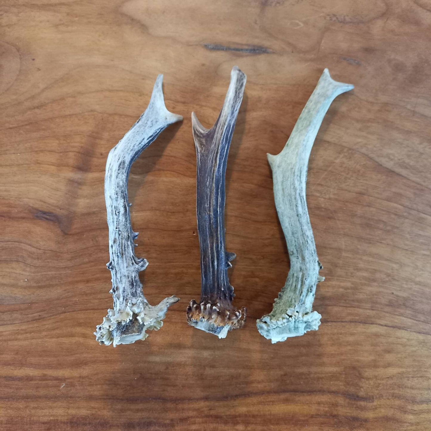 Set of Three Roe Deer Antlers