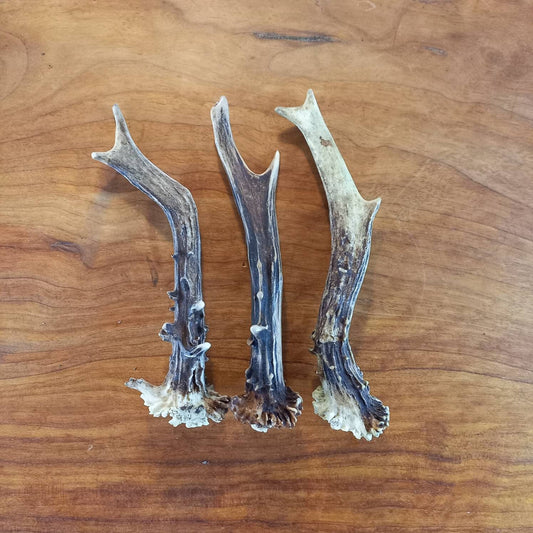 Set of Three Roe Deer Antlers