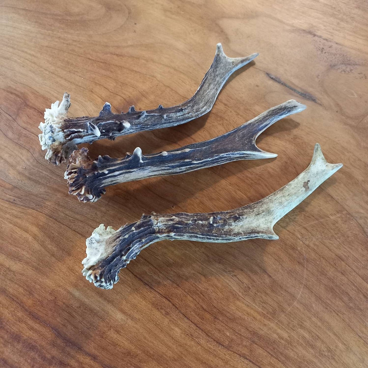 Set of Three Roe Deer Antlers