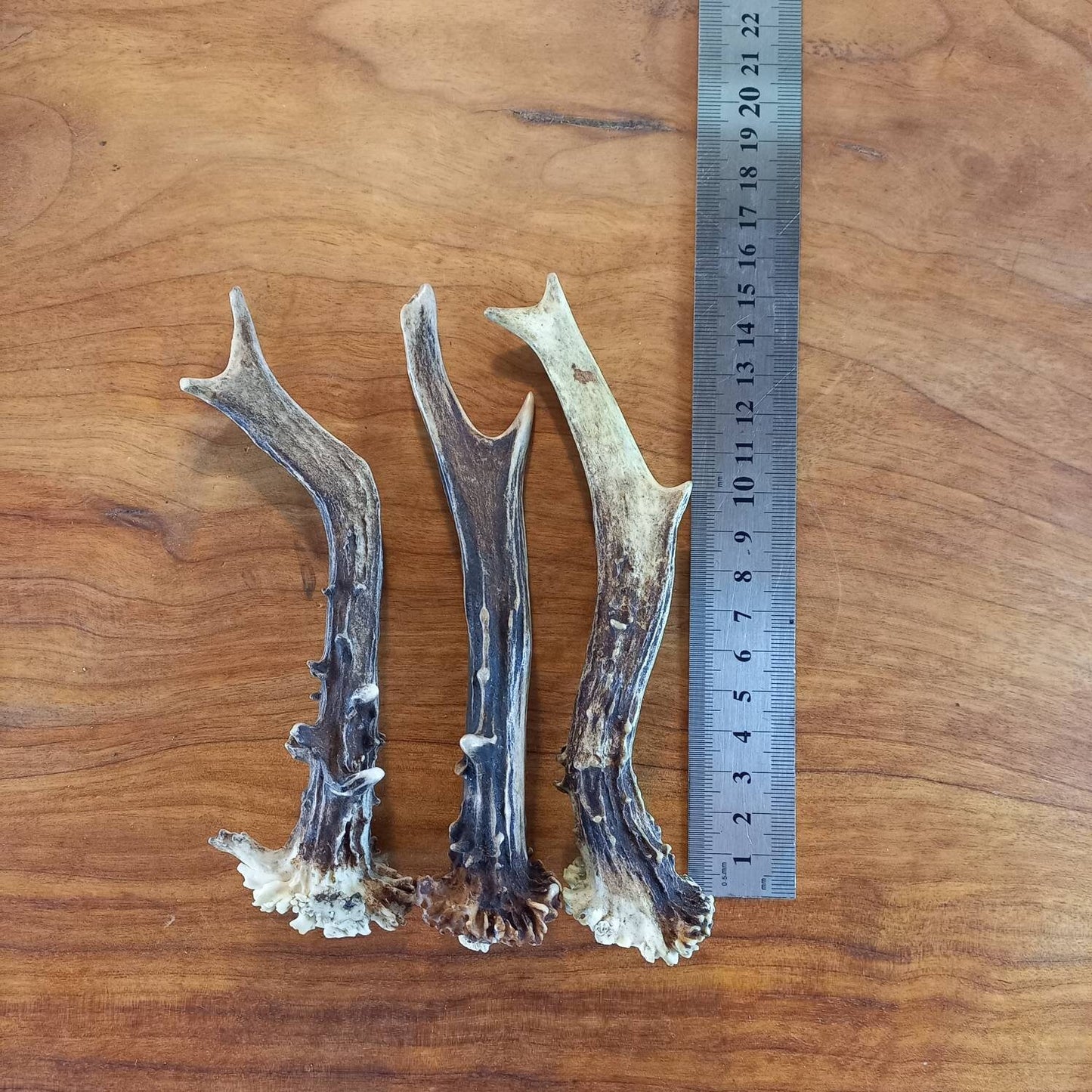 Set of Three Roe Deer Antlers