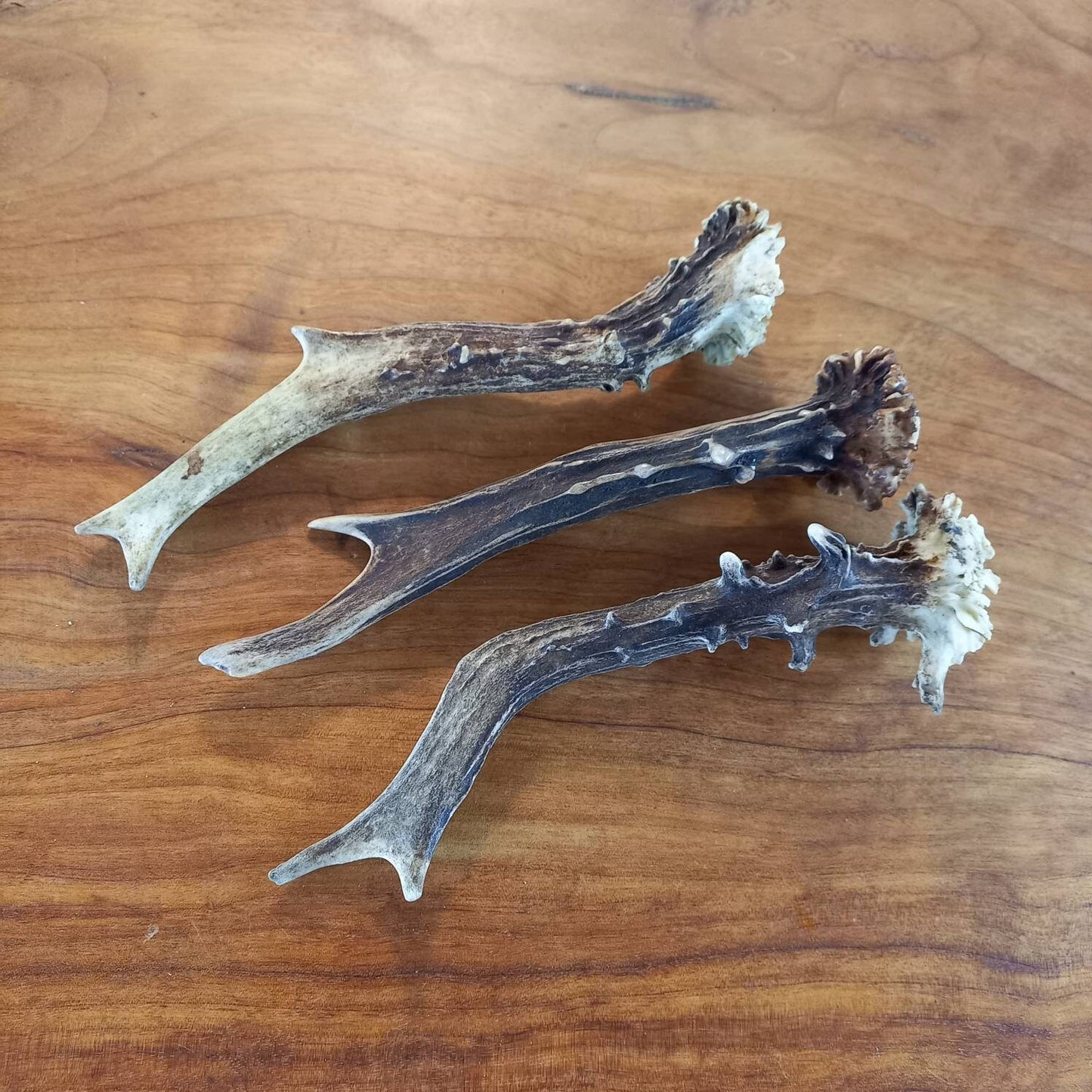 Set of Three Roe Deer Antlers