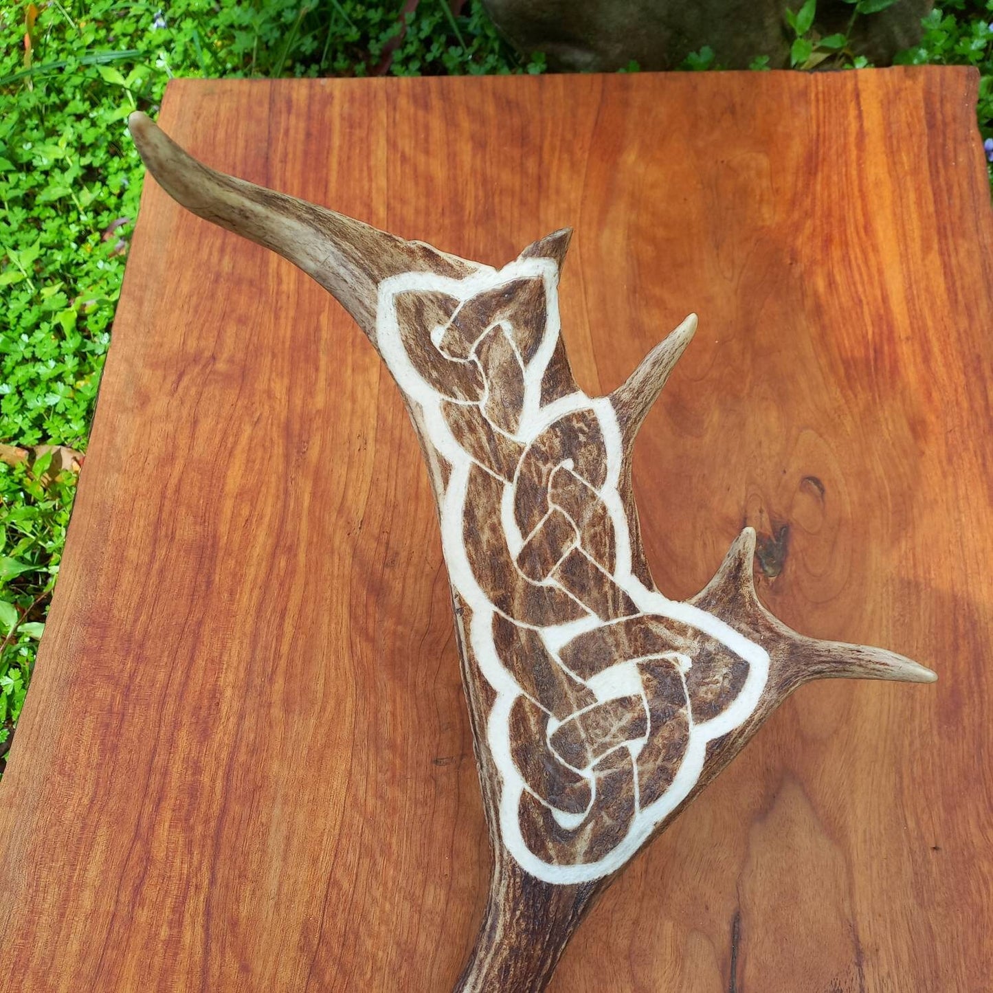 Fallow Deer Antler with Carved Celtic Knot