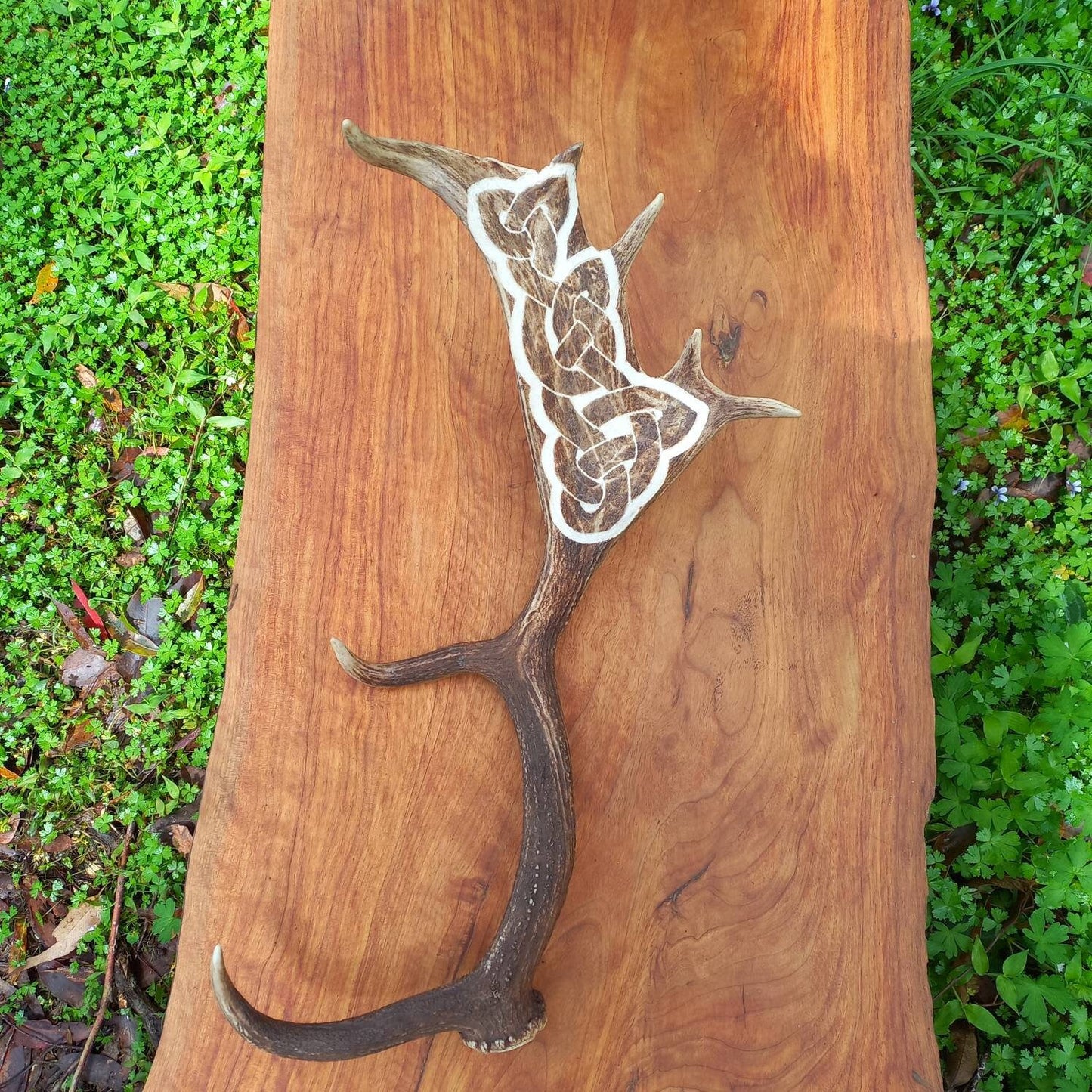 Fallow Deer Antler with Carved Celtic Knot