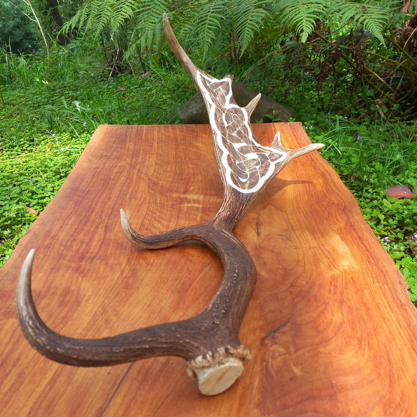 Fallow Deer Antler with Carved Celtic Knot