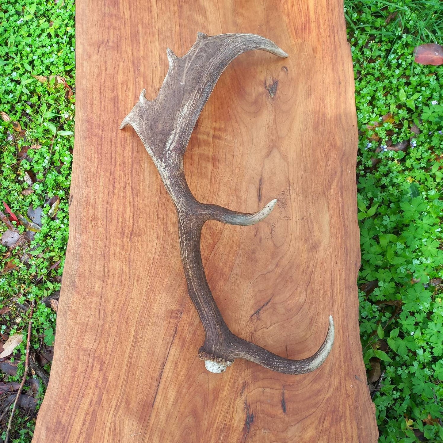 Fallow Deer Antler with Carved Celtic Knot