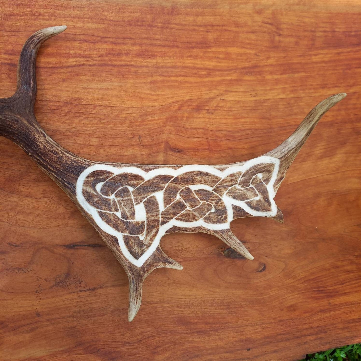 Fallow Deer Antler with Carved Celtic Knot