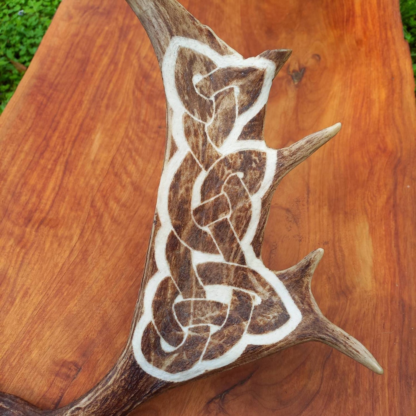 Fallow Deer Antler with Carved Celtic Knot