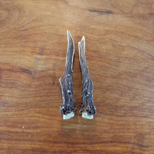 Genuine Roe Deer Antler Pair