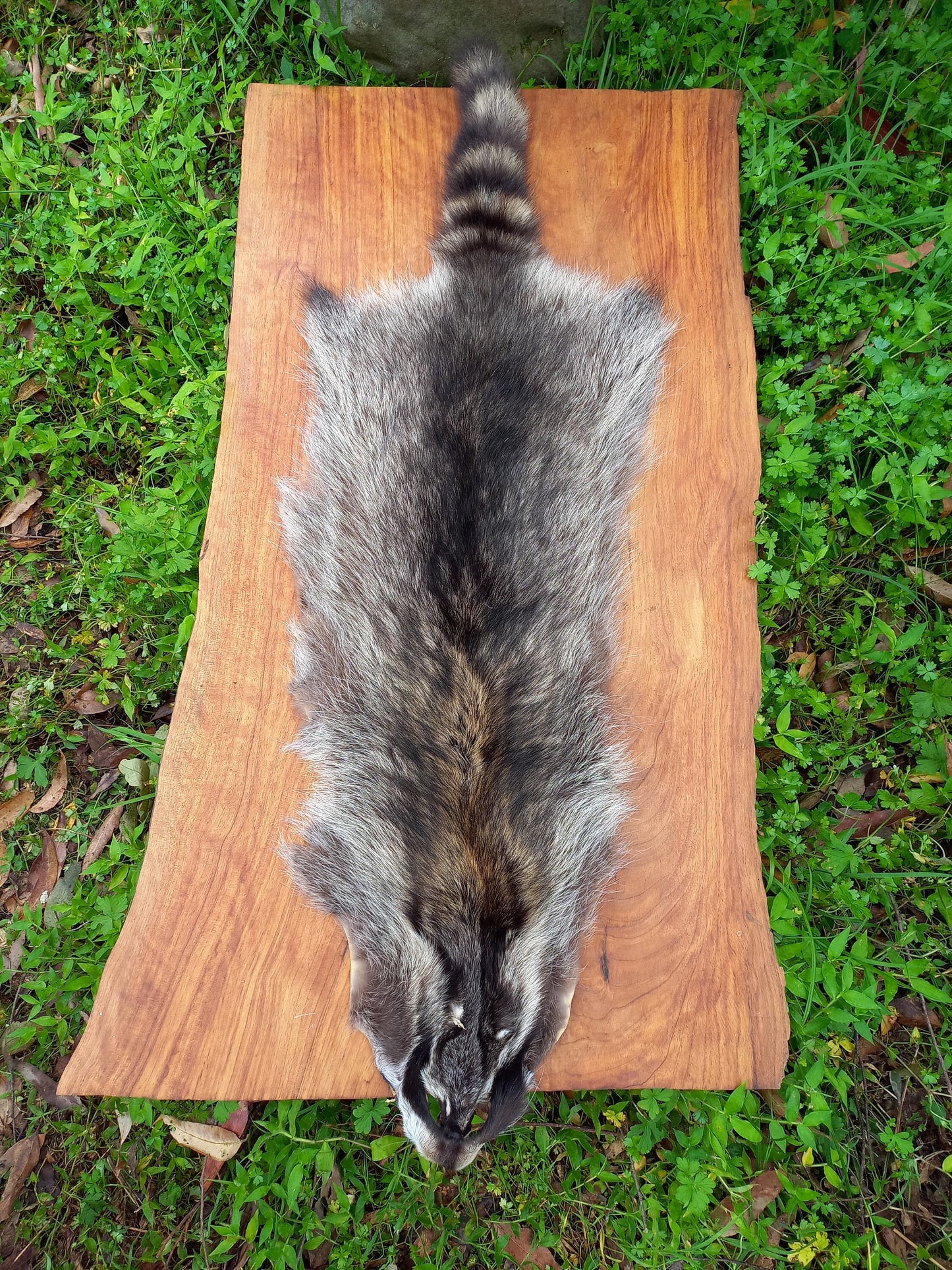 Raccoon Pelt