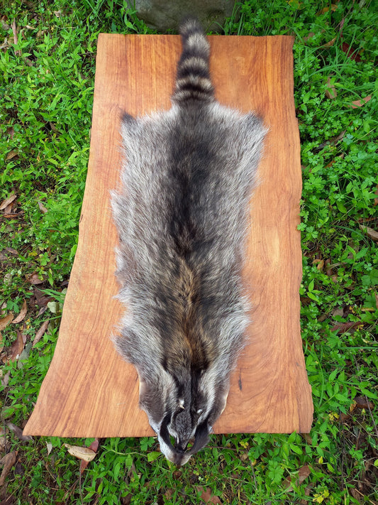 Raccoon Pelt