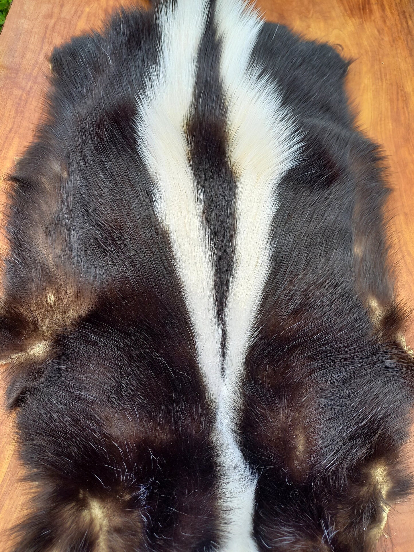 Striped Skunk Pelt