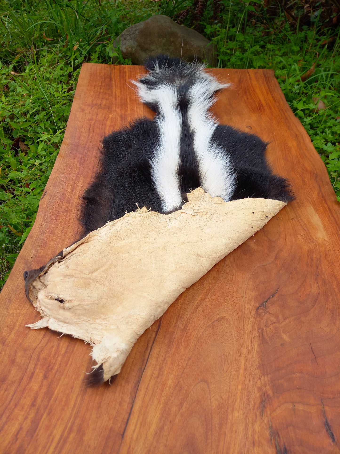 Striped Skunk Pelt