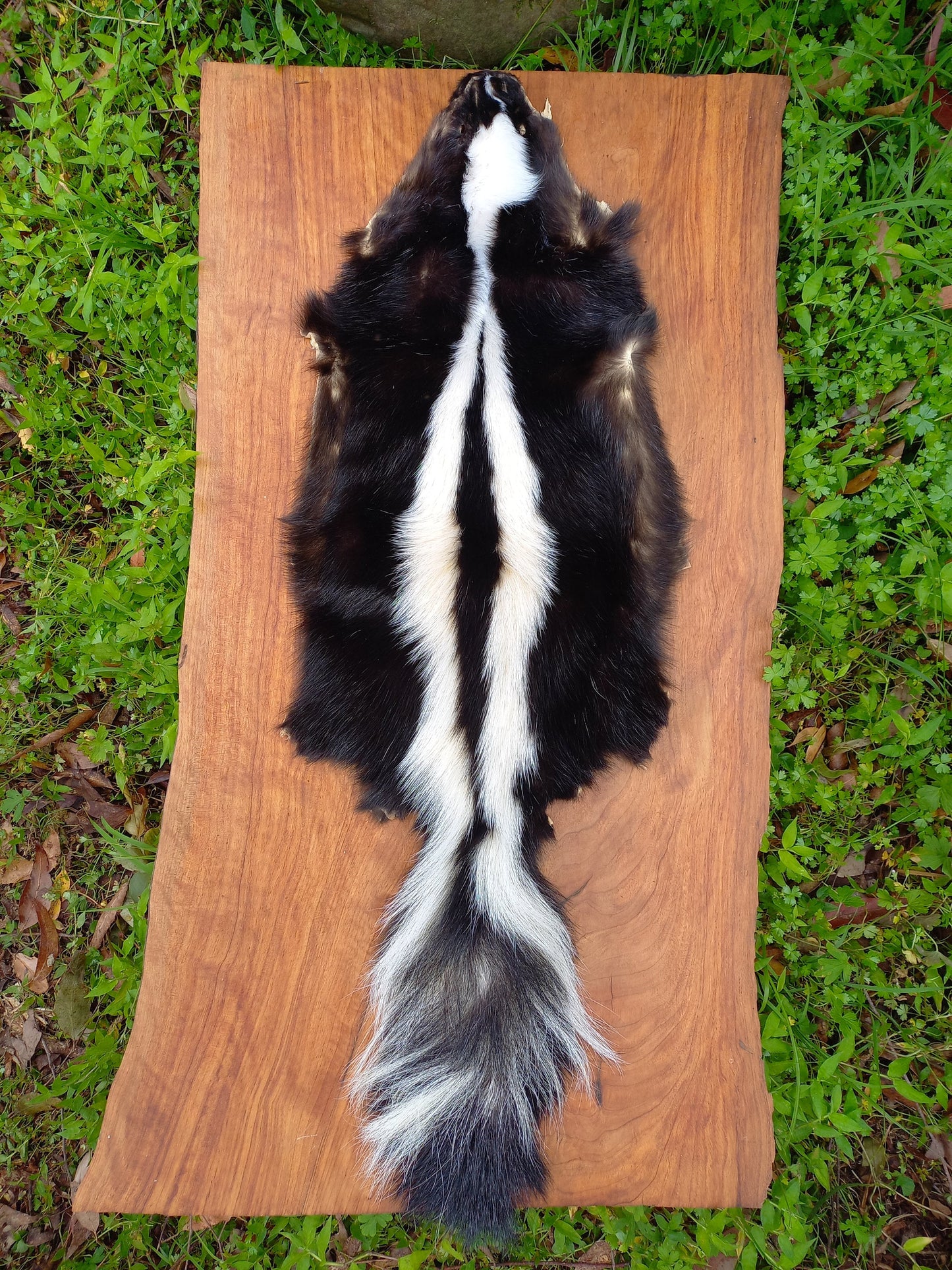 Striped Skunk Pelt