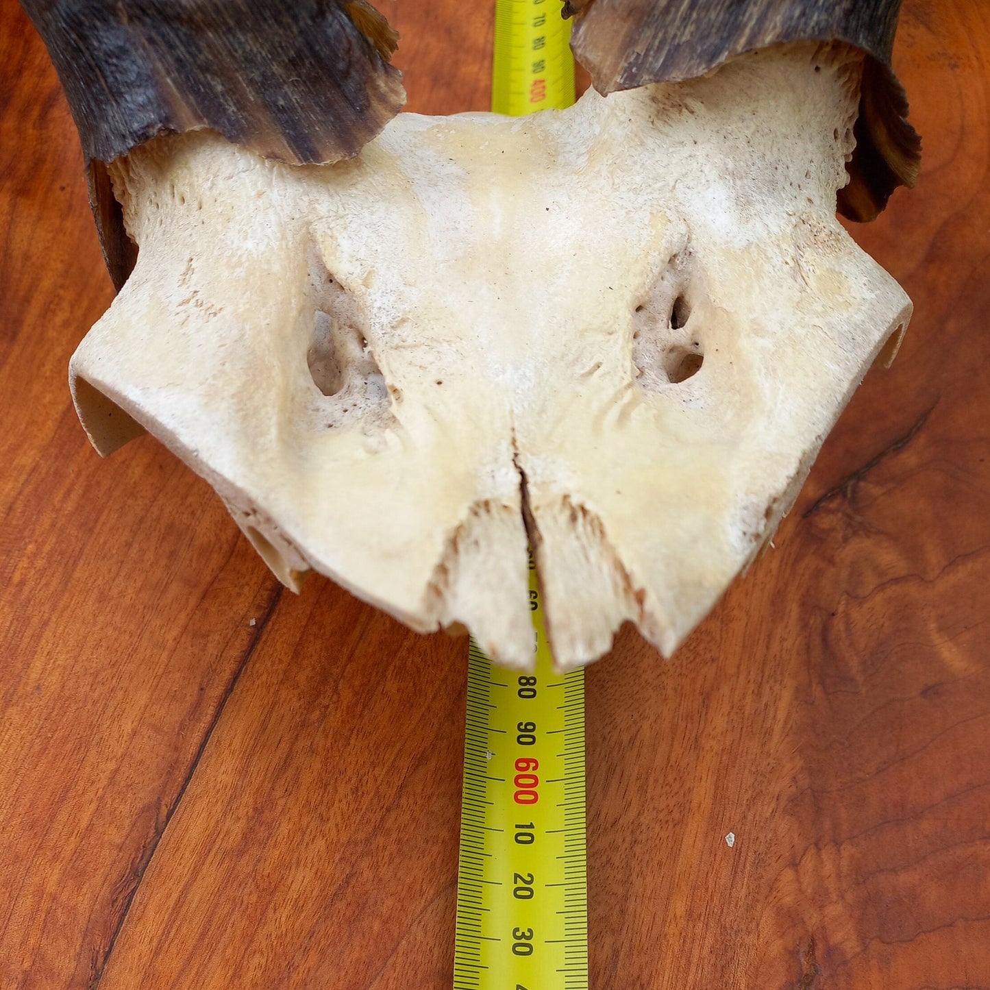 Kudu Skull Plate with Horns