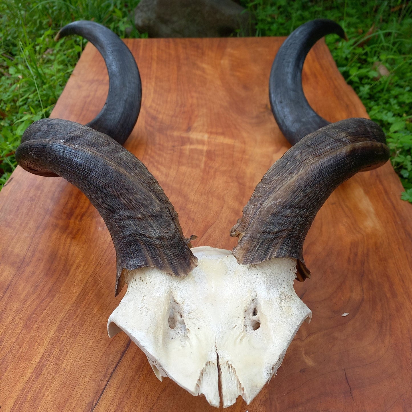 Kudu Skull Plate with Horns