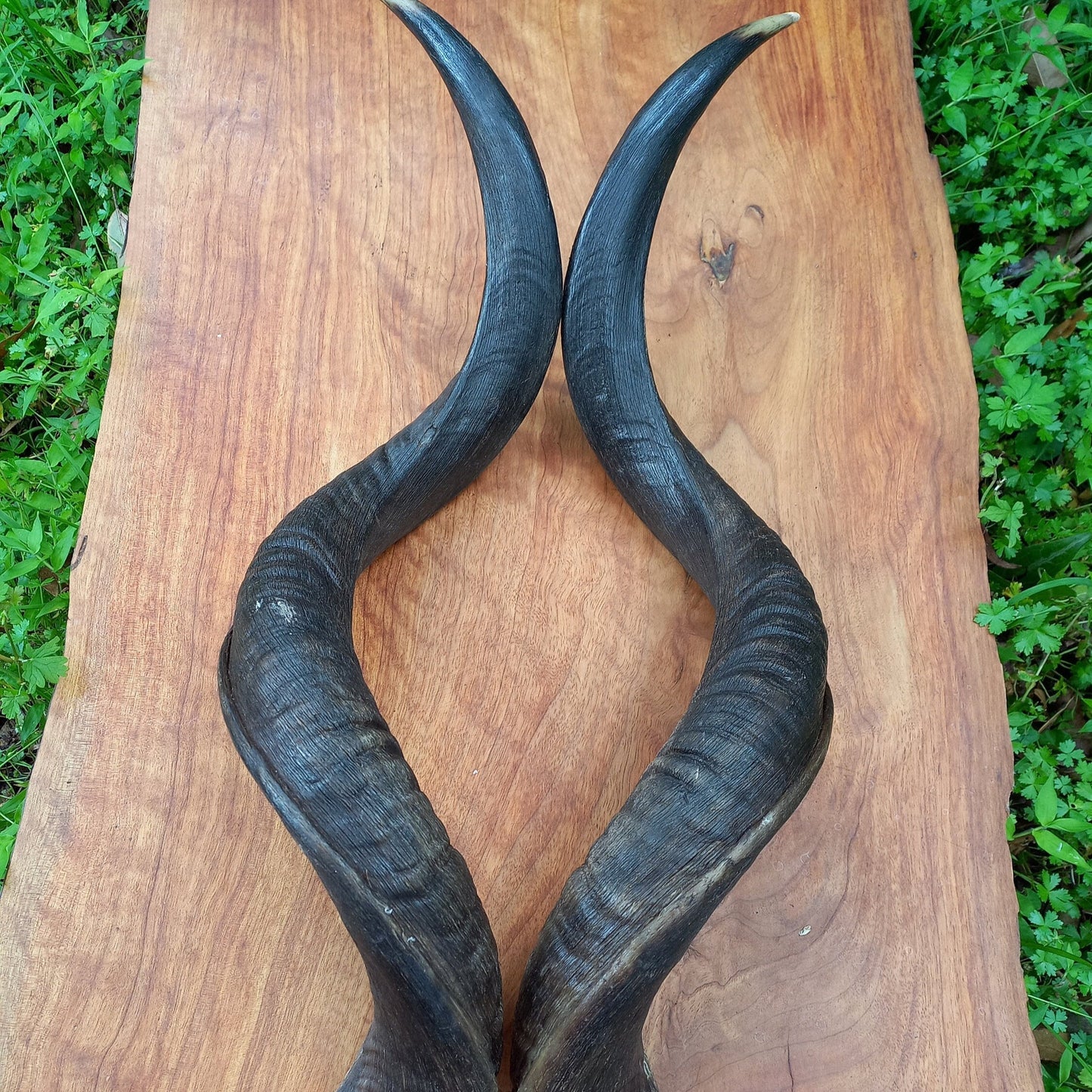 Kudu Skull Plate with Horns