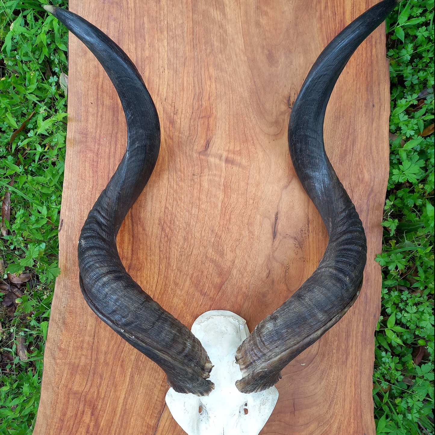 Kudu Skull Plate with Horns