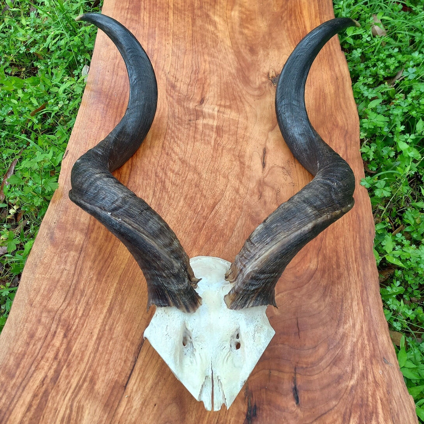 Kudu Skull Plate with Horns