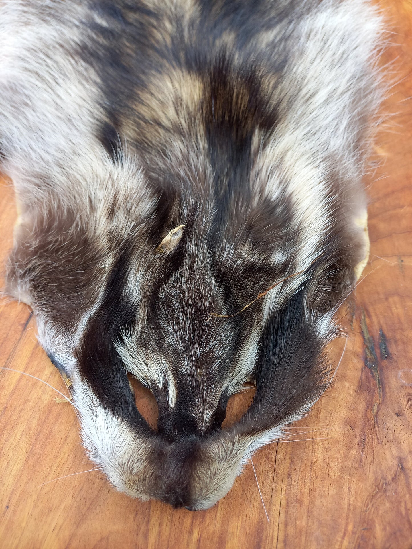 Raccoon Pelt