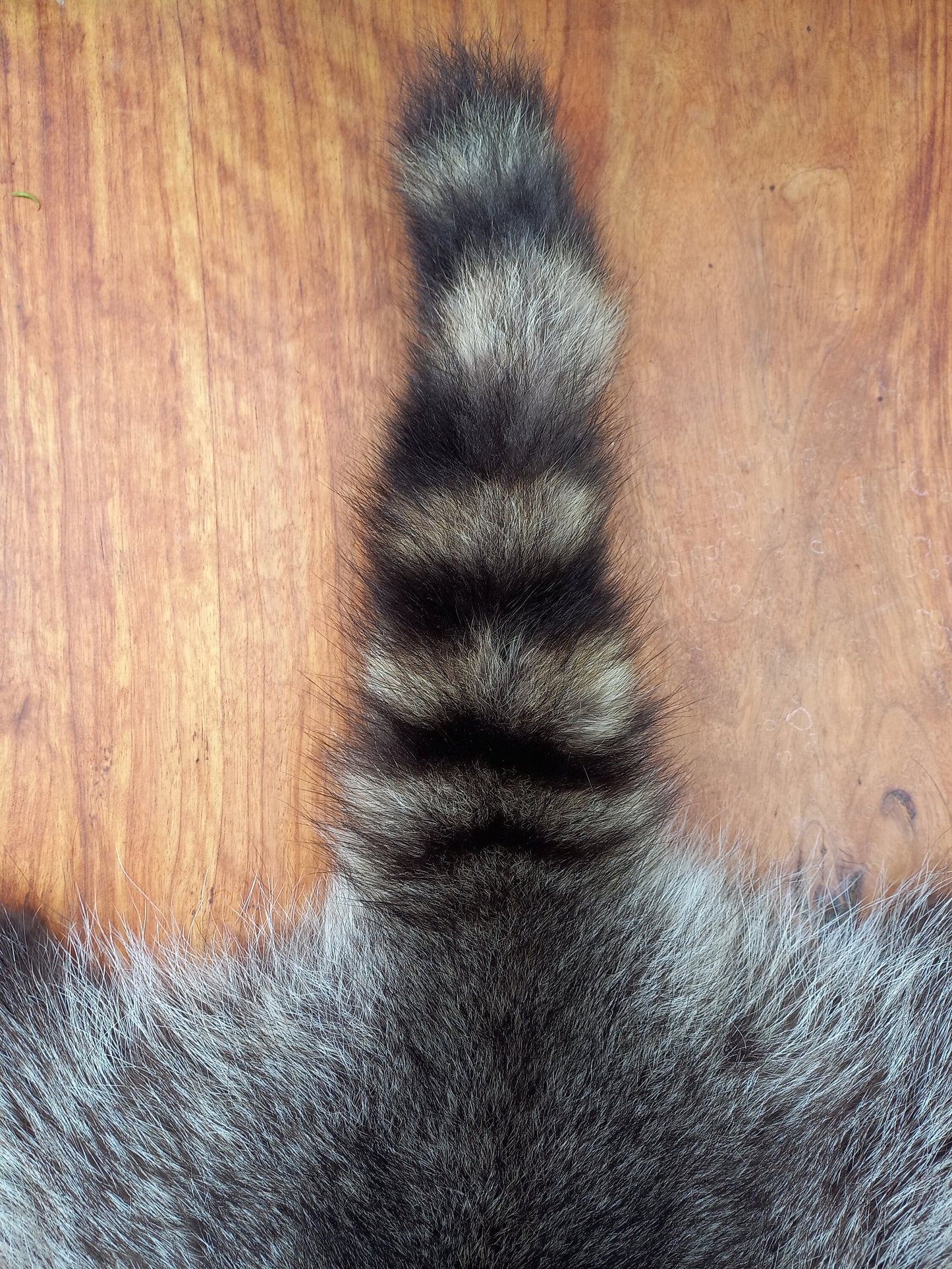 Raccoon Pelt